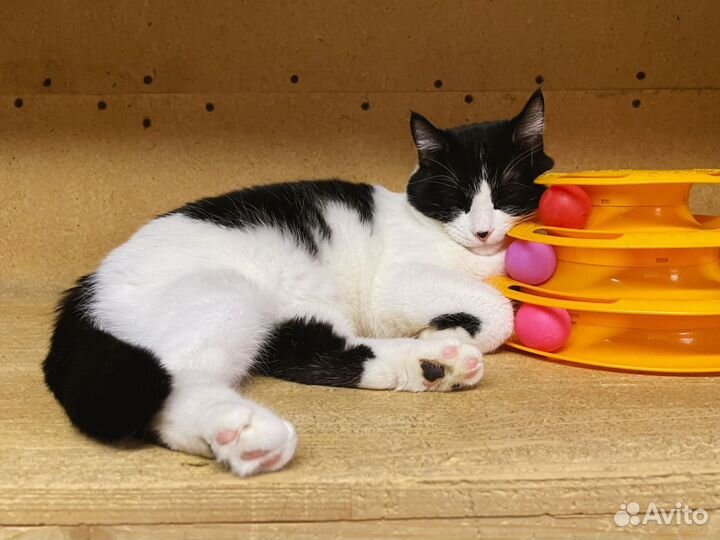 Котик в добрые руки бесплатно