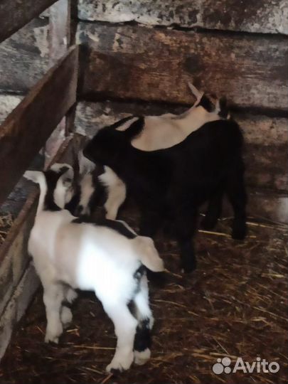 Козлята