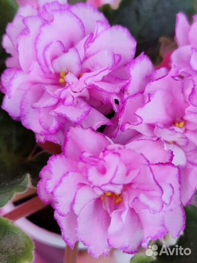 Самые красивые цветы