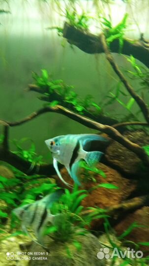 Скалярия голубой ангел. Подростки