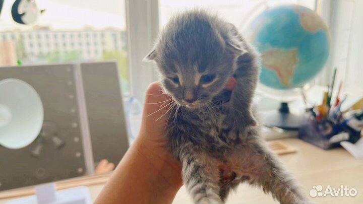 Котята новорожденные в добрые руки бесплатно