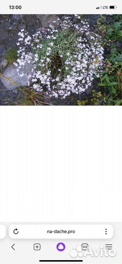 Гипсофила ползучая