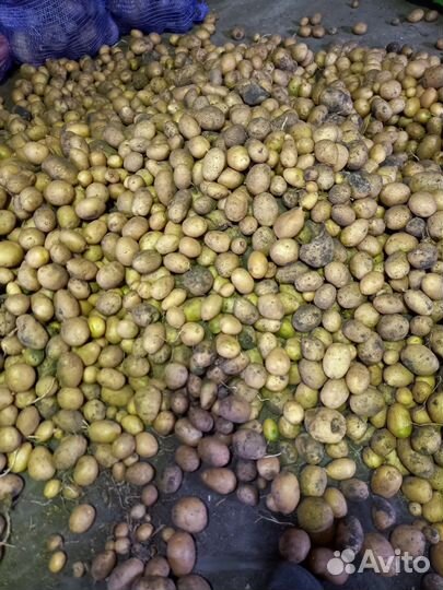 Картофель на корм скоту