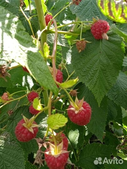 Саженцы ремонтантной малины