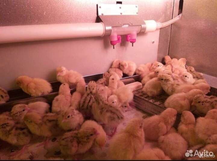 Перепела суточные