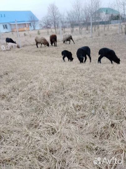 Овцы бараны ягнята