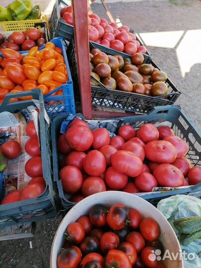 Рассада помидоров томатов