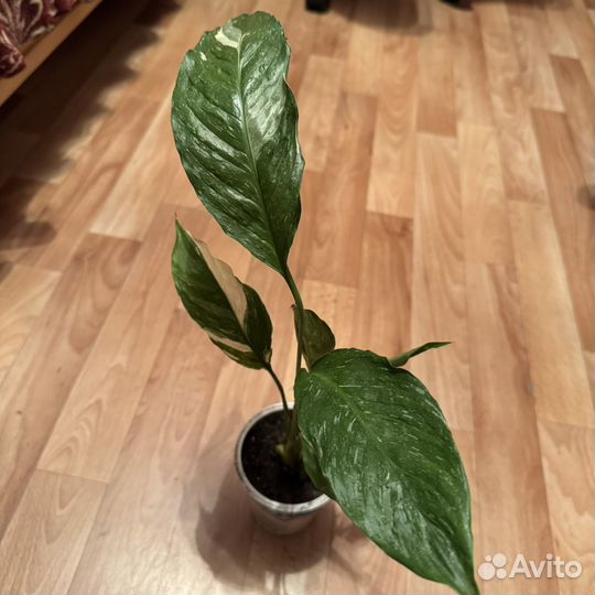 Спатифиллум Домино