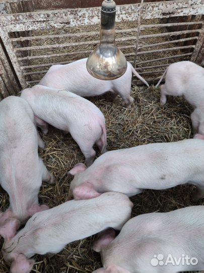 Поросенок помесь ладрас + сибирская + дюрок