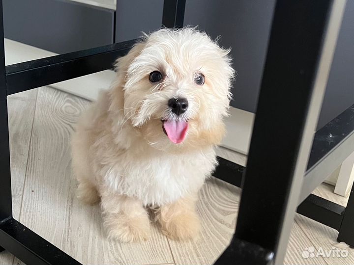 Мальтипу мальчишка