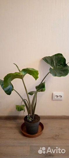 Алоказия Зебрина, Стингрей. Монстера, калатея