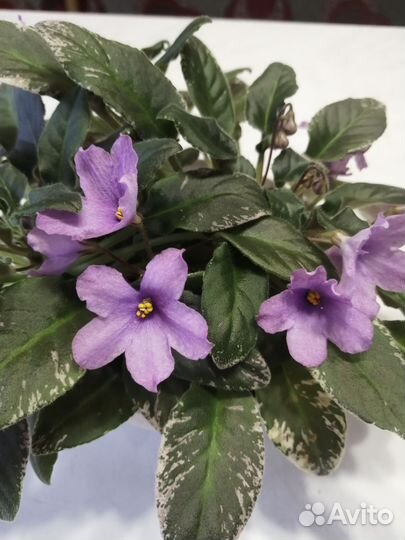 Мини фиалочки