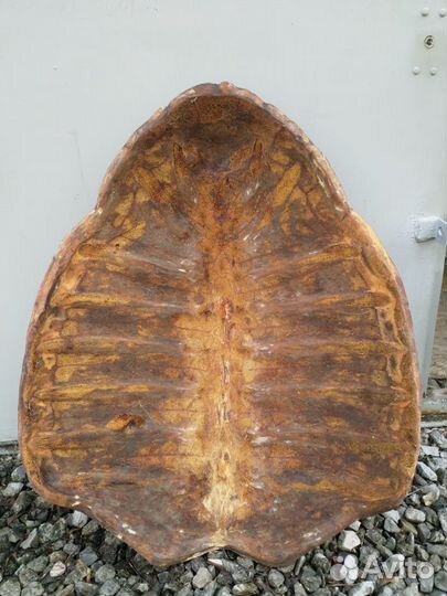 Панцирь черепахи