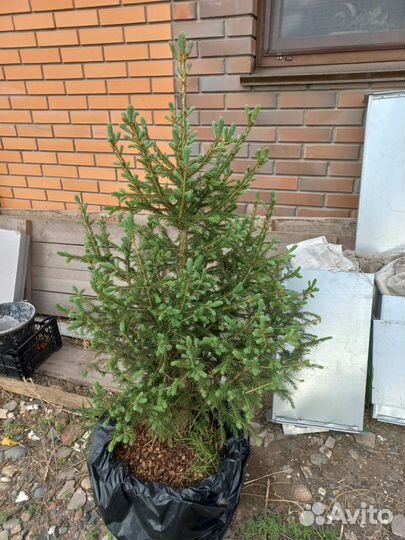 Ель живая в горшке