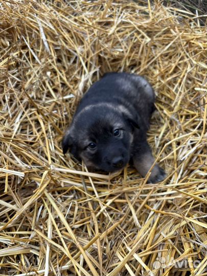 Щенок в добрые руки