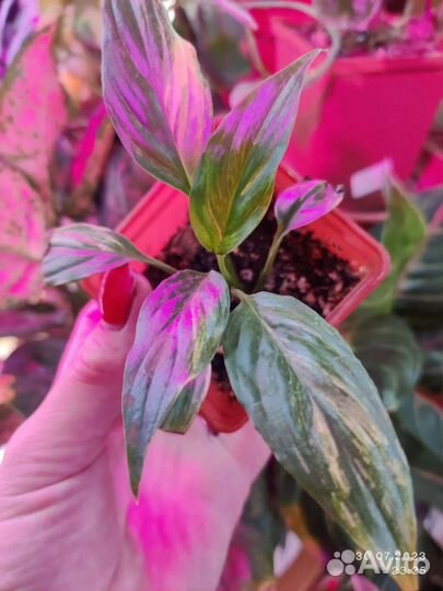 Спатифиллум Мун-Шадоу