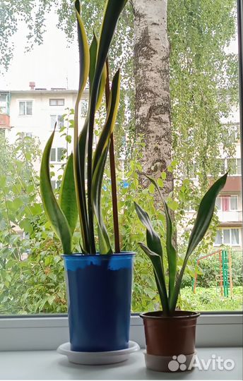 Комнатные растения цветы