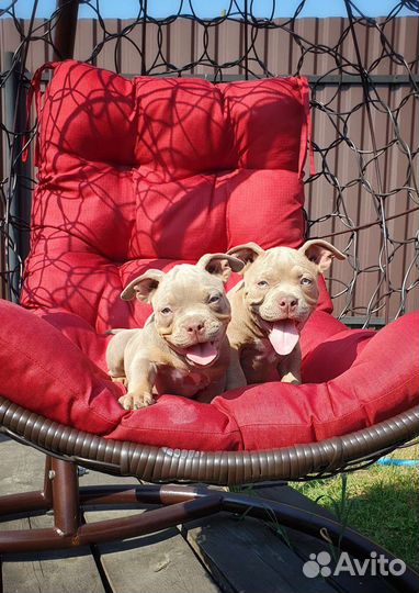 Американский булли лиловые и голубые