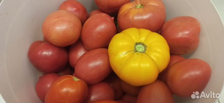 Помидора дачная
