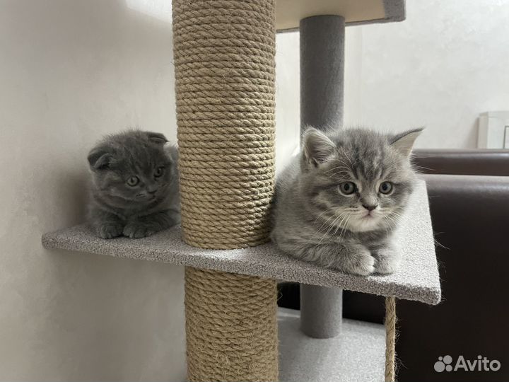 Шотландские котята