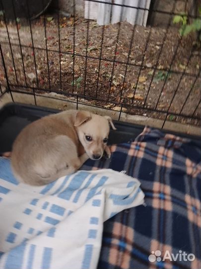 Щенок девочка в добрые руки