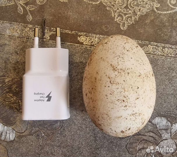 Домашние куриные и гусиные яйца