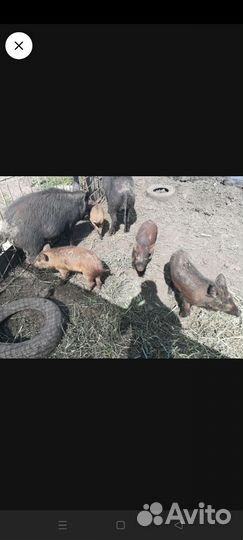 Дикий кабан