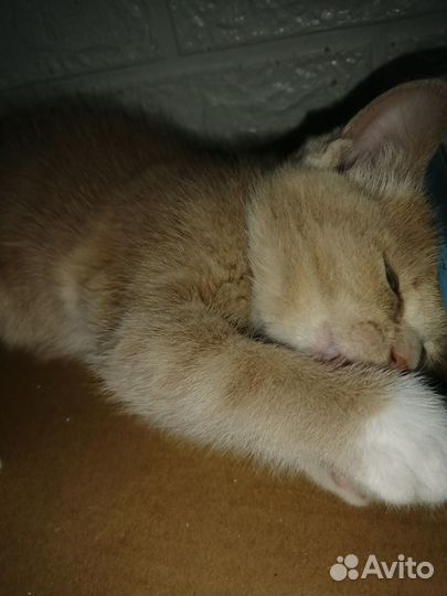 Котята в дар