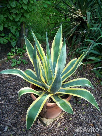 Агава американская