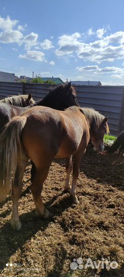 Лошади жеребцы