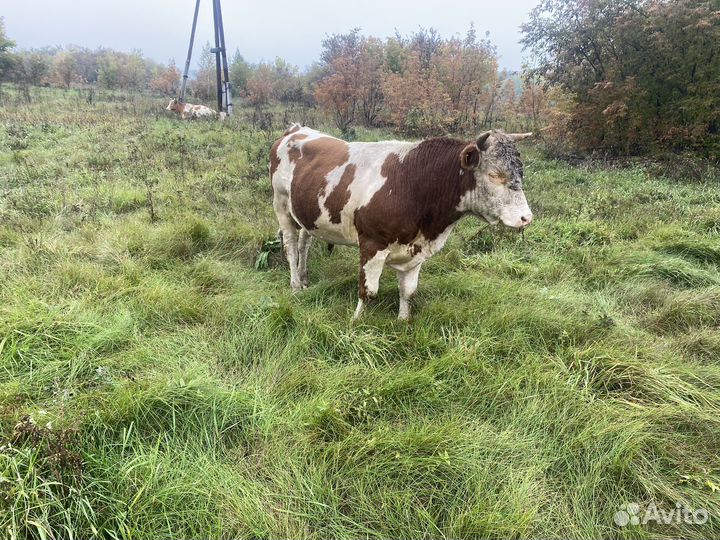 Продам обмен на авто или трактор