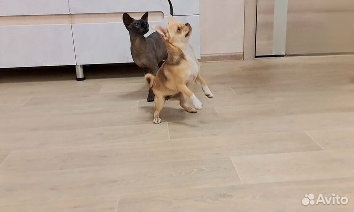 Чихуахуа обворожительная девочка