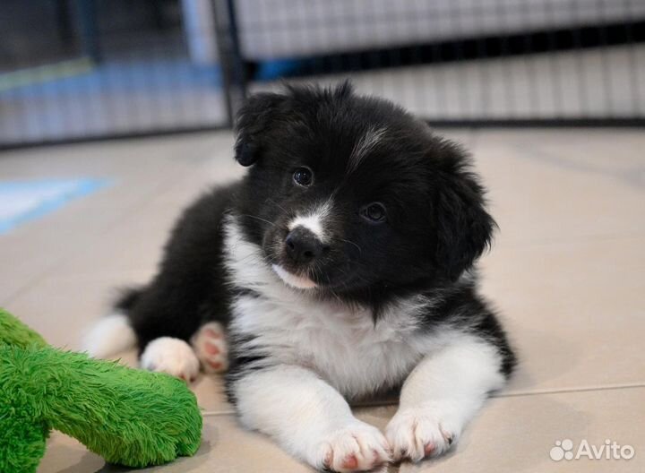 Бордер колли-щенята