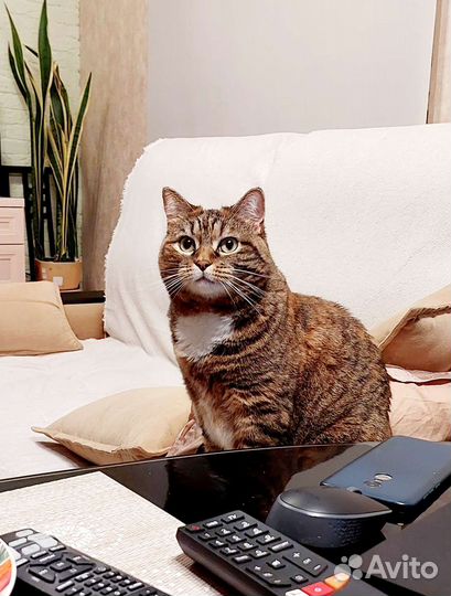 Красавица Муся в добрые руки