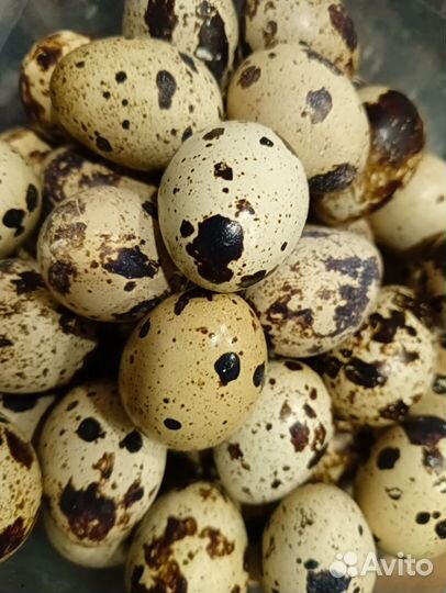 Инкубационное яйцо перепелов