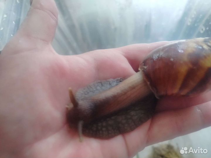 Улитки ахатины бесплатно