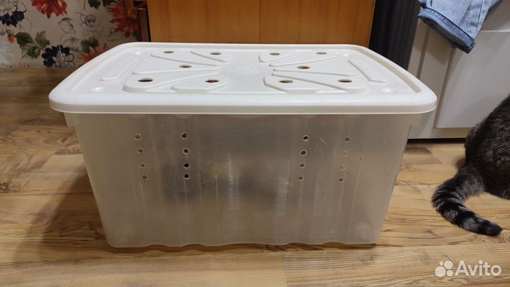 Улитки ахатины большие