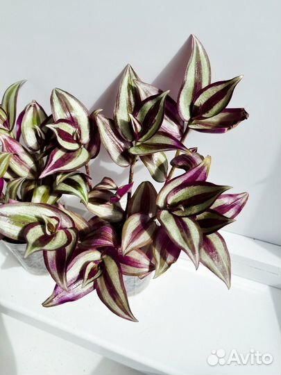 Традесканция Зебрина