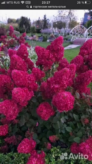 Гортензии метельчатые