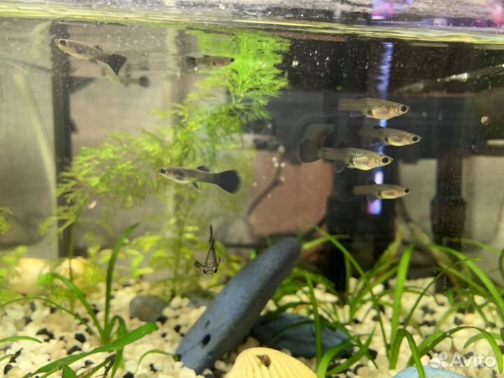 Гуппи московские сине-зеленые малахитовые