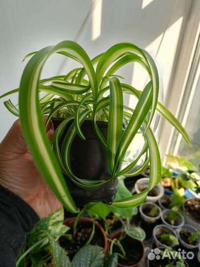 Хлорофитум кудрявый Бонни