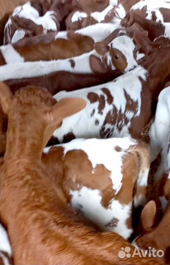 Бычки на откорм