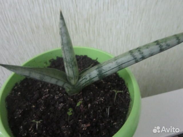 Сансевиерии сортовые Нимф,Стар роус,Бонсенленсис