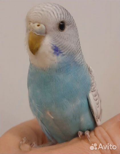 Волнистый попугай