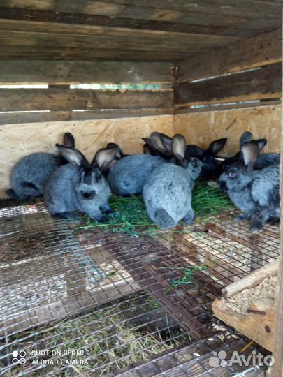 Кролики мясных пород