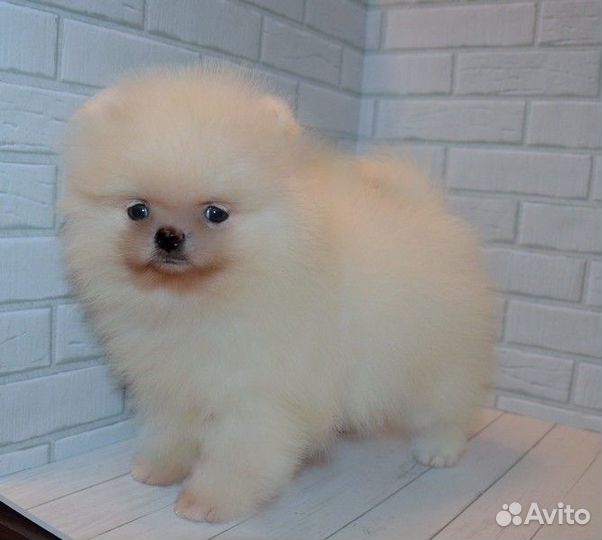 Померанский шпиц,мини щенки разных окрасов,с докум