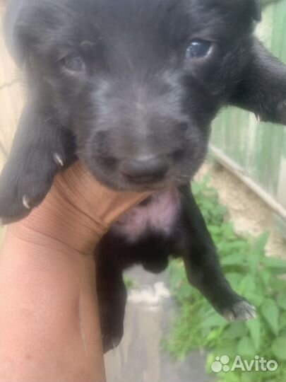 Щенки бесплатно