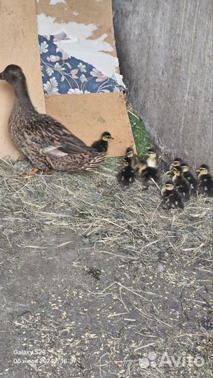 Подсадные утки