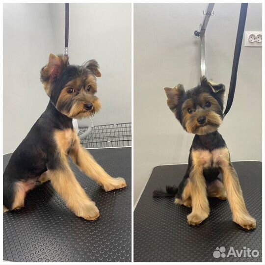 Стрижка собак и кошек, тримминг, экспресс линька