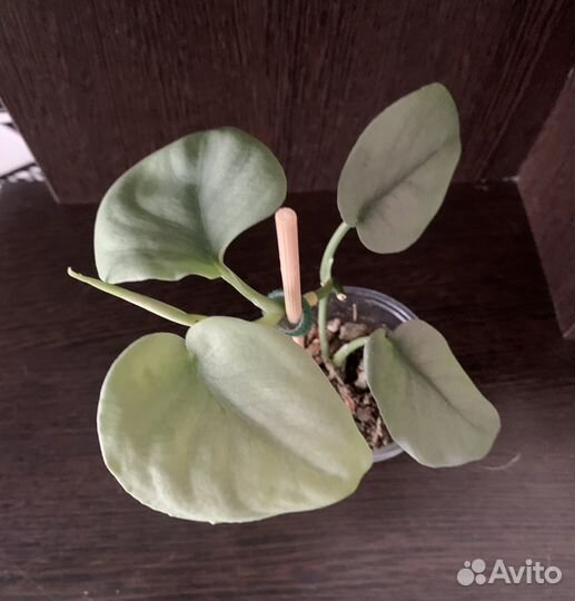 Сциндапсус Платинум